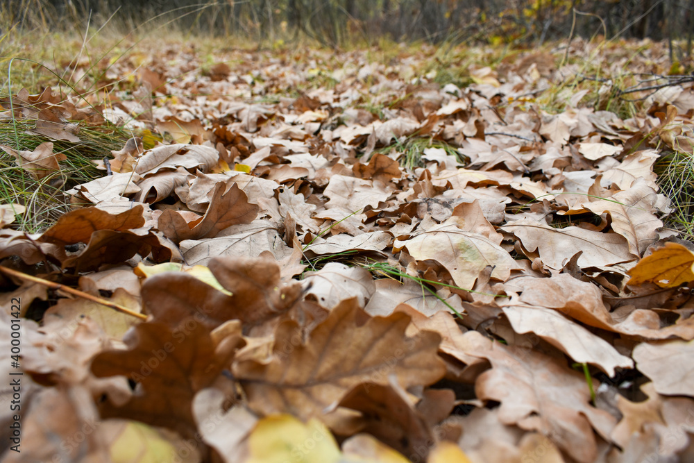 Fallen leaves on the ground Fallen leaves on the ground