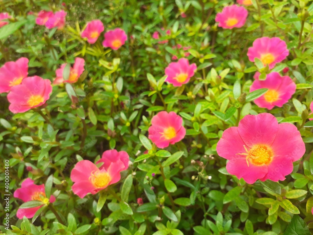 pink flowers in the garden pink flowers in the garden