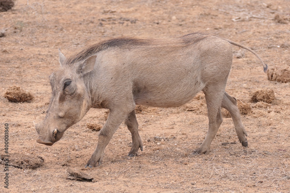 Warzenschwein (Phacochoerus africanus) im Addo Nationalpark, Südafrika. Warzenschwein (Phacochoerus africanus) im Addo Nationalpark, Südafrika.