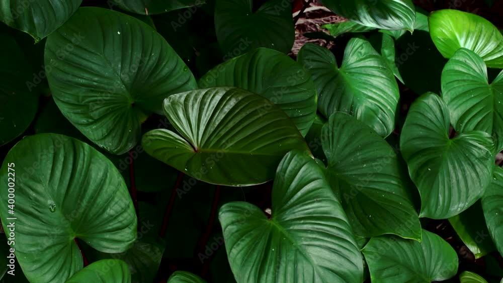 custom made wallpaper toronto digitaltropical leaves, green nature background