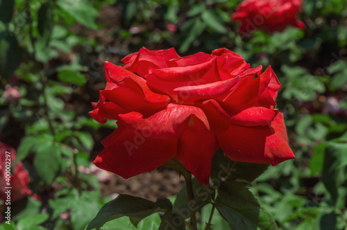Rose Lolita Lempicka Meizincaro Red rose in the park garden close up view
