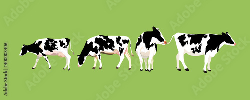 Holstein