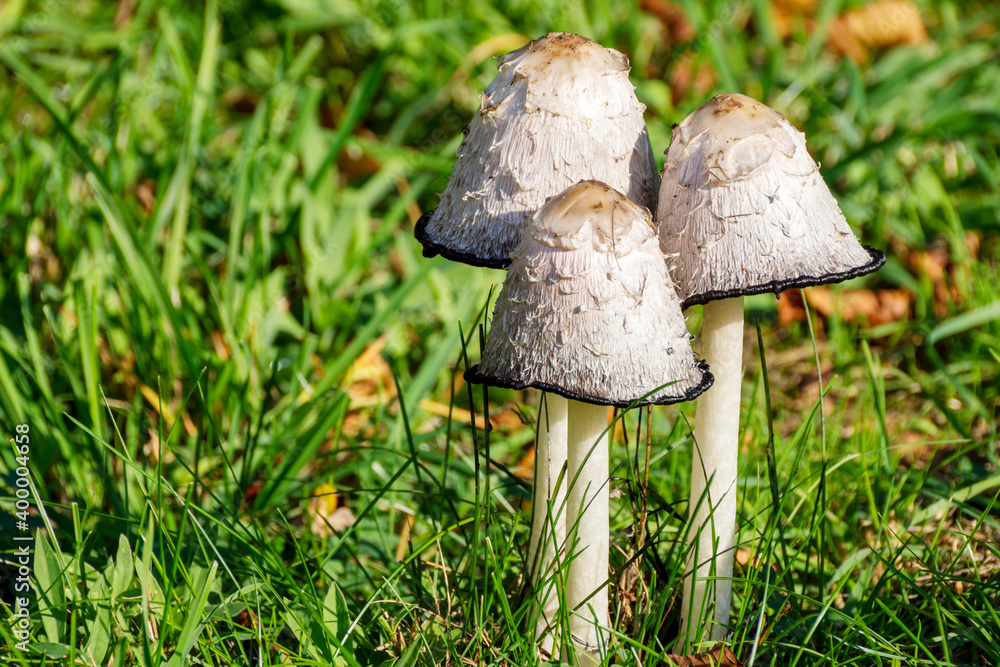 White mushrooms in a meadow - Coprinus comatus White mushrooms in a meadow - Coprinus comatus