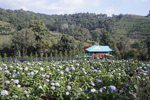 Hydrangea flower field in winter in Thailand