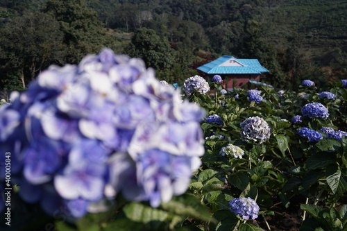 Hydrangea flower field in winter in Thailand