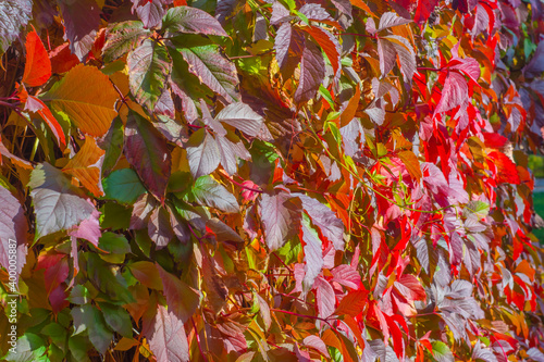A living wall of red leaves at sunset. Foliage background