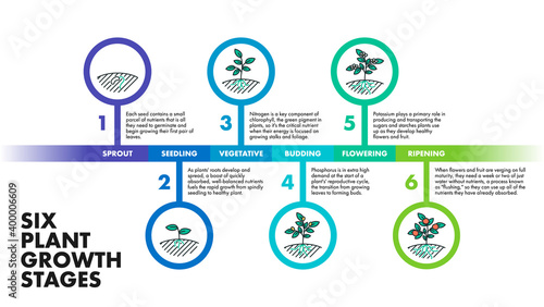 Plant growth stages infographics. Vector modern poster showing six plant growth stages with illustrations and descriptions. Educational infographics template describing the development of a plant