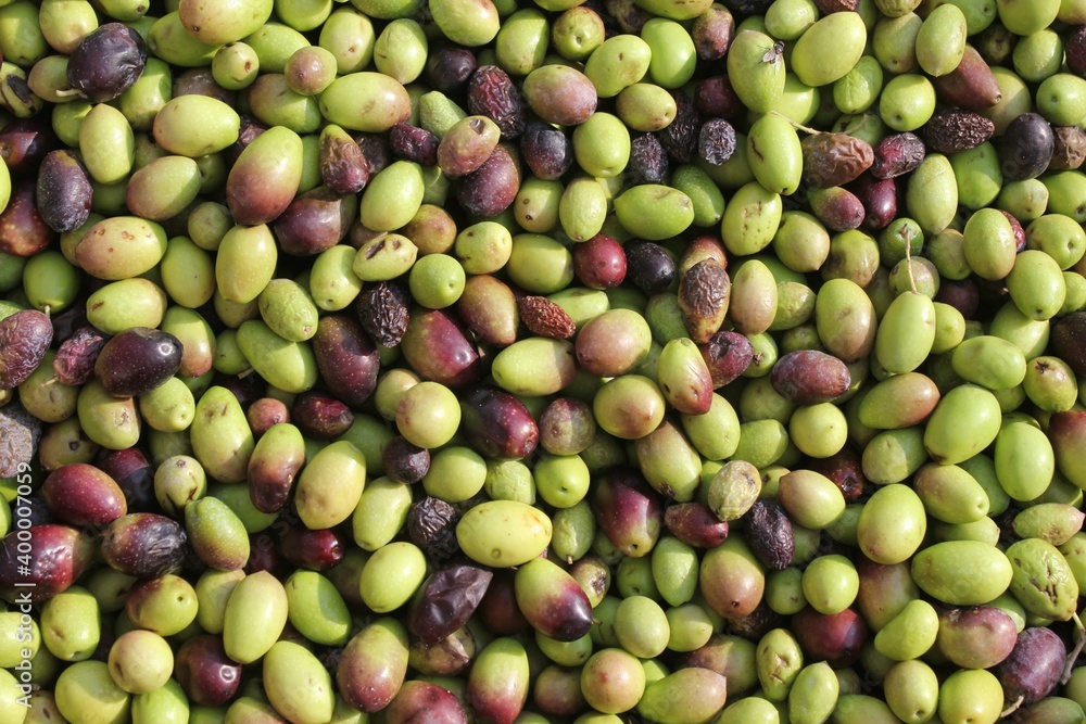 Harvested olives unloaded from truck to press hopper in olive oil mill located in the outskirts of Athens in Attica, Greece. Harvested olives unloaded from truck to press hopper in olive oil mill located in the outskirts of Athens in Attica, Greece.