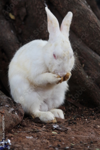 white rabbit eating grass
