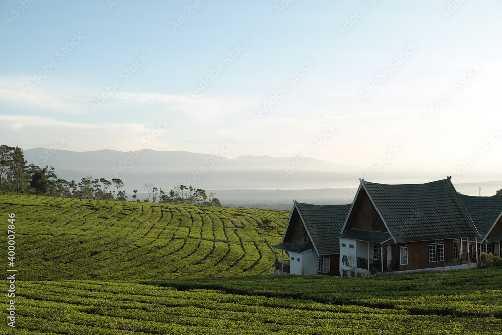 landscape with tea fields and house landscape with tea fields and house