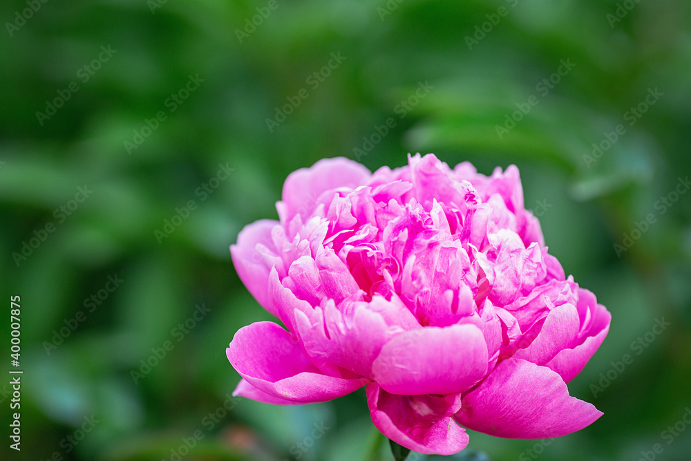Beautiful blooming peony in the garden. Flowers background. Close up