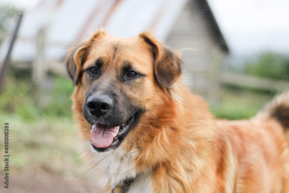a beautiful golden dog looks with an imaginary look
a beautiful golden dog looks with an imaginary look