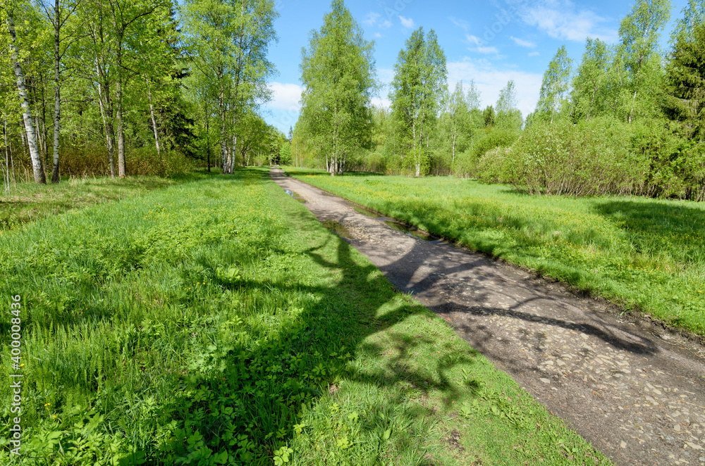 Beautiful landscape in the forest.