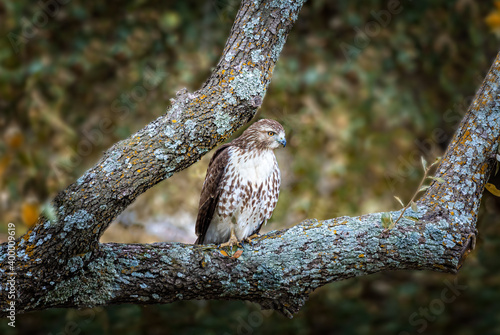 Wild falcon on the pirch sitting on a branch waiting for prey photo