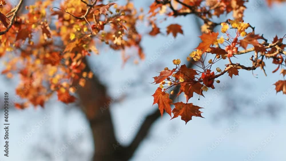 Spring landscape - a blossoming maple with bright orange leaves against the blue sky. A flowering tree is a maple in the rays of the setting sun. Spring landscape - a blossoming maple with bright orange leaves against the blue sky. A flowering tree is a maple in the rays of the setting sun.