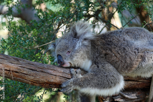 Fototapeta Naklejka Na Ścianę i Meble -  Koala resting - Phillip Island, Victoria, Australia