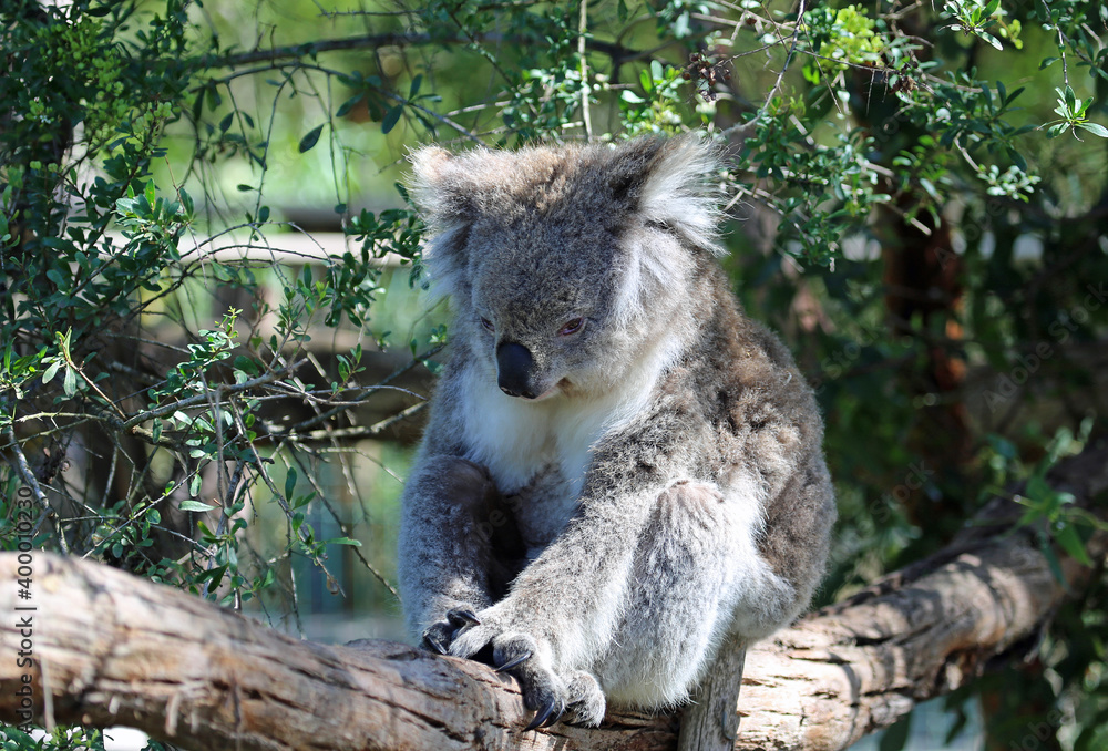 Fototapeta premium Koala on the branch - Phillip Island, Victoria, Australia
