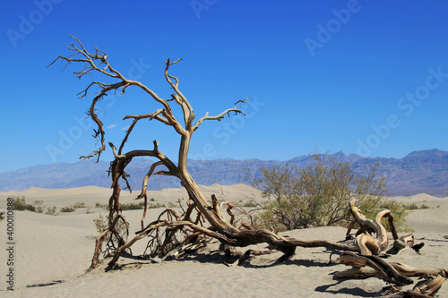 dead tree on sand dune in death valley with blue sky no clouds 