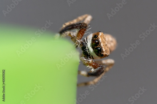 Macro shot of a jumping spider on green and grey background in the middle east.