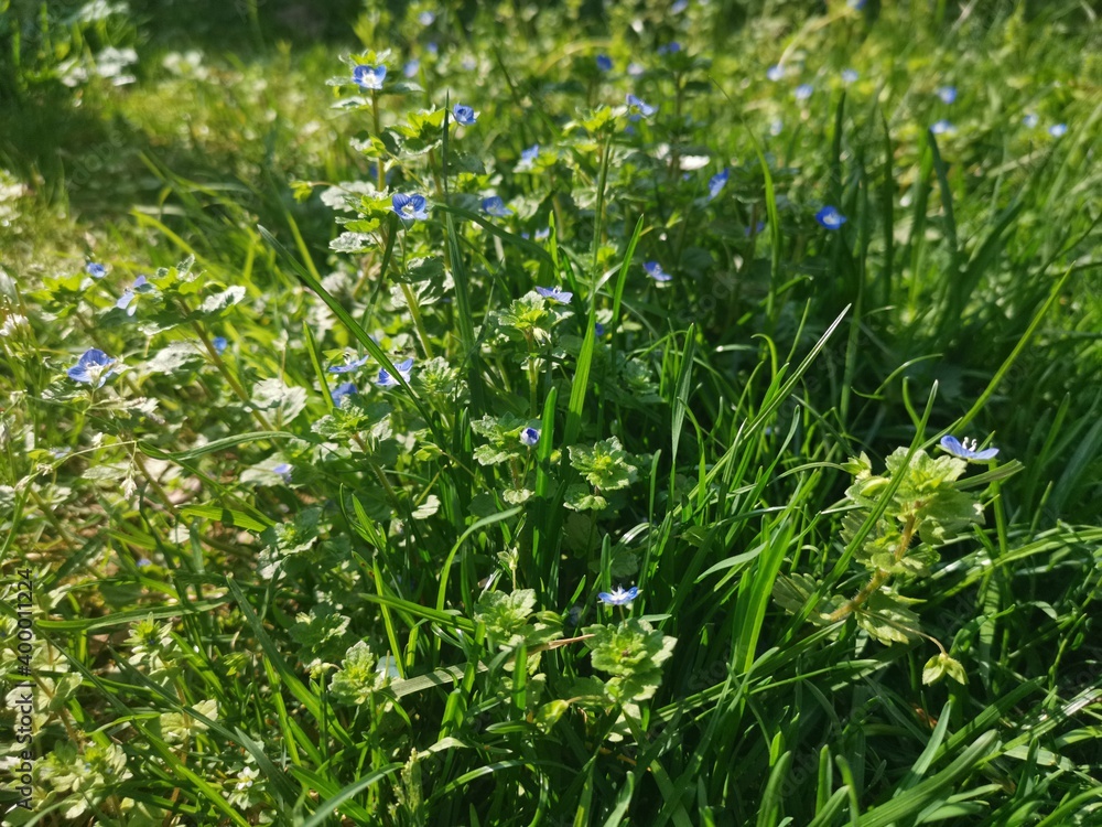 grass and flowers