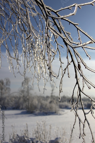 Birch branches covered with ice layer shining in the winter sun photo