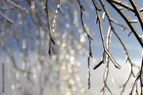 Glittering branches of a birch tree covered with ice layer
