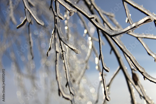 Birch branches after freezing rain shining in sunlight