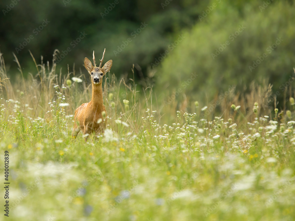 roe deer
roe deer