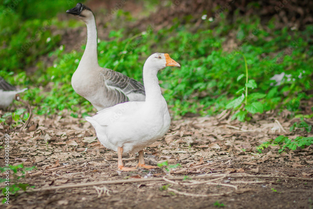 White goose walking in the garden White goose walking in the garden
