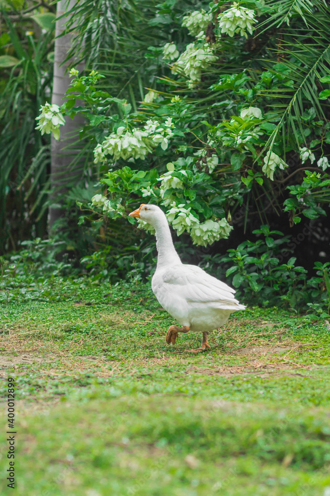 White goose walking in the garden White goose walking in the garden
