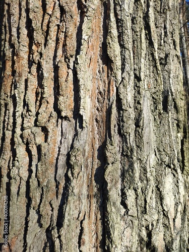 oak bark close-up. texture of tree bark. Natural wooden background