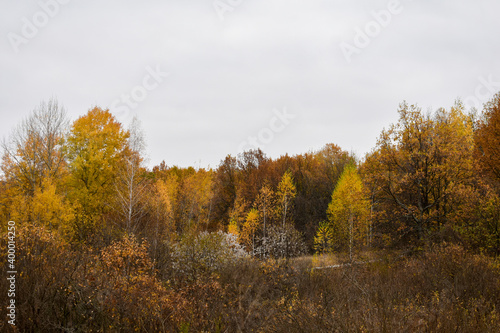 View of the hilly forest with golden leaves in autumn