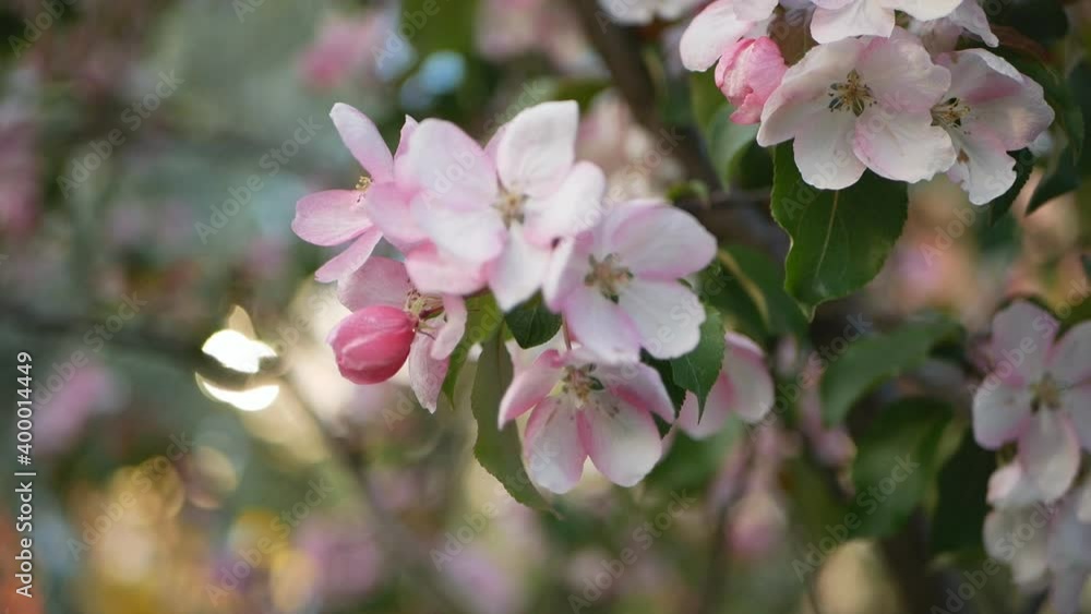 Spring, a sunny day, a flourishing garden. White-pink flowers on an apple tree at the time of flowering. Spring mood. Spring, a sunny day, a flourishing garden. White-pink flowers on an apple tree at the time of flowering. Spring mood.
