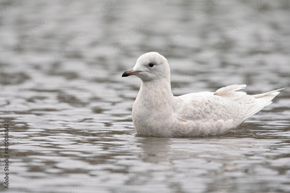 An immature iceland gull swimming in a city pond in Amsterdam. An immature iceland gull swimming in a city pond in Amsterdam.