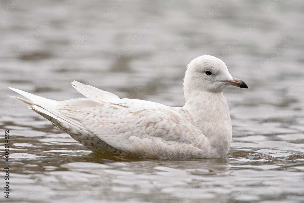 An immature iceland gull swimming in a city pond in Amsterdam.