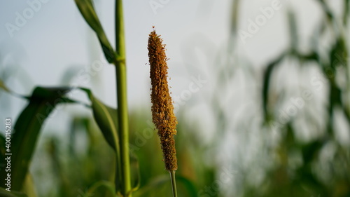 Blooming fungus or fibers of pearl millet, its botanical name is Pennisetum glaucum. photo