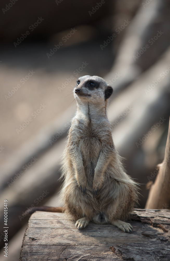 Fototapeta premium meerkat on guard