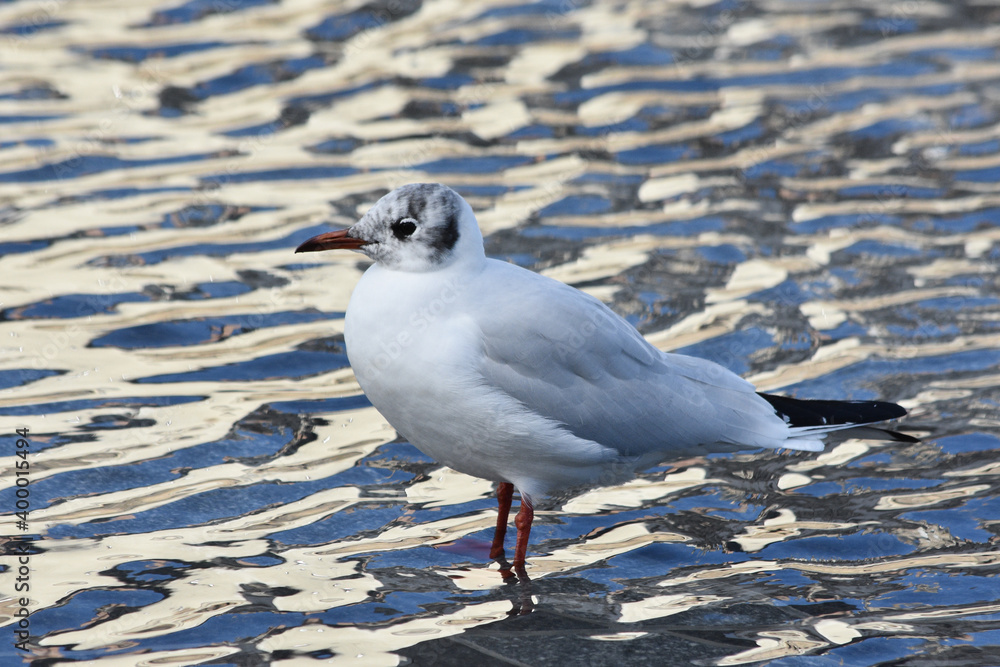 Fototapeta premium Mouette rieuse en profil pattes dans l'eau. France