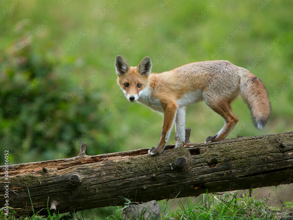 red fox red fox