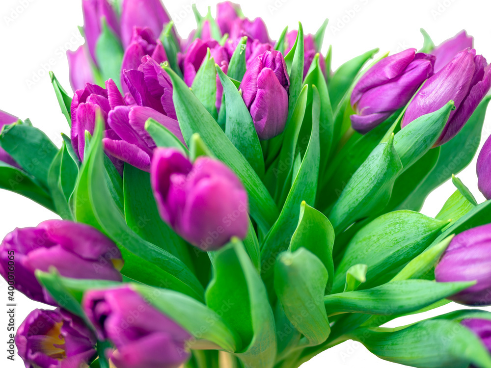 Bouquet red tulips on a white background. Valentine Day and Mother Day. copy space for design. holiday concept. Image for desktop and wallpaper. close up Bouquet red tulips on a white background. Valentine Day and Mother Day. copy space for design. holiday concept. Image for desktop and wallpaper. close up