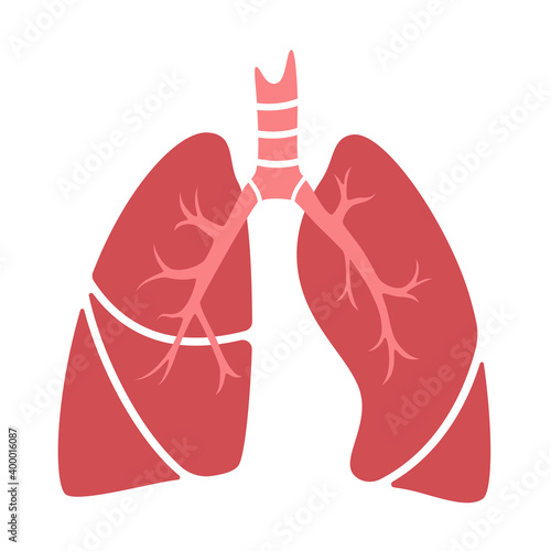 Internal human organs