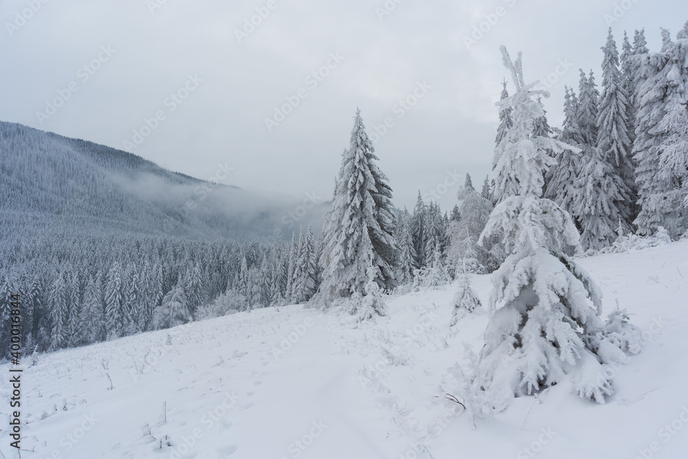 Winter in the Ukrainian Carpathians with beautiful frozen trees and snow	