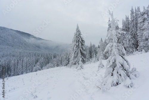 Winter in the Ukrainian Carpathians with beautiful frozen trees and snow  © reme80