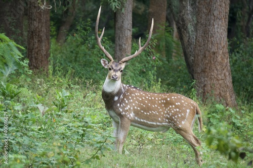 deer in the forest © karthikeyan