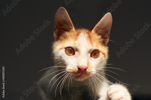 A closeup shot of a white and ginger cat indoor