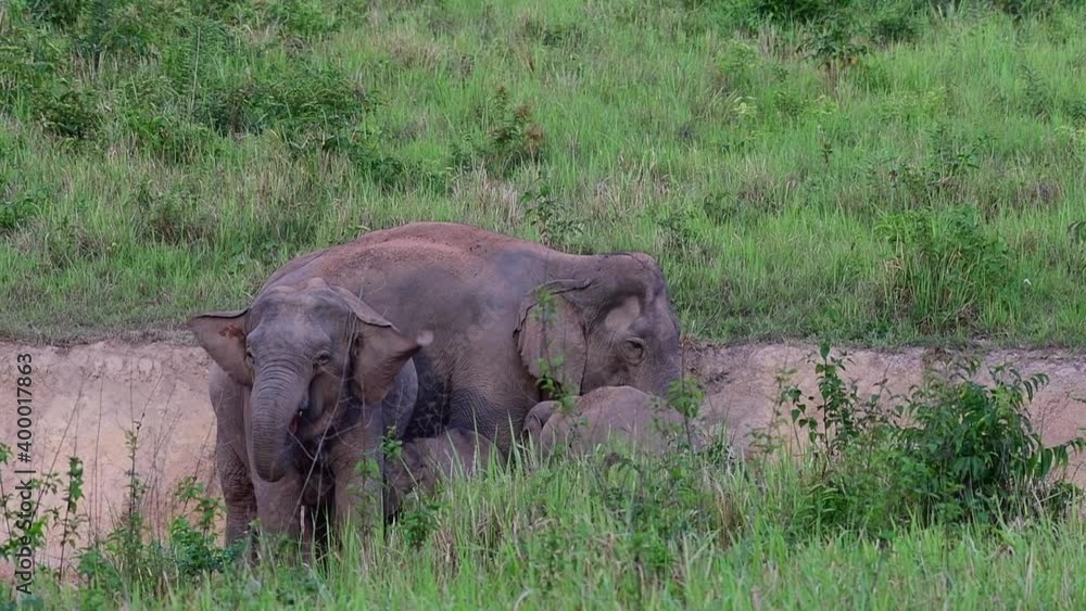 Family Of Asiatic Elephants (Elephas Maximus) At Khao Yai National Park In Thailand - Elephant Calves Drinking Milk From Their Dusting Mother - slow motion