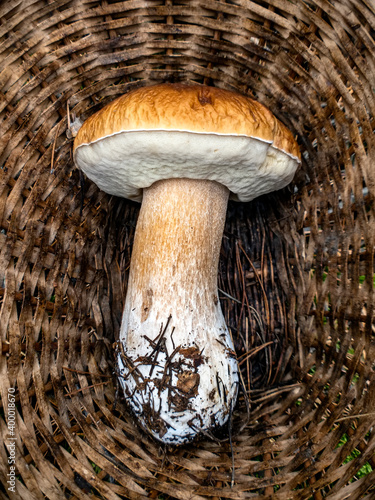 Big size mushroom Boletus edulis in a basket on a forest glade. photo