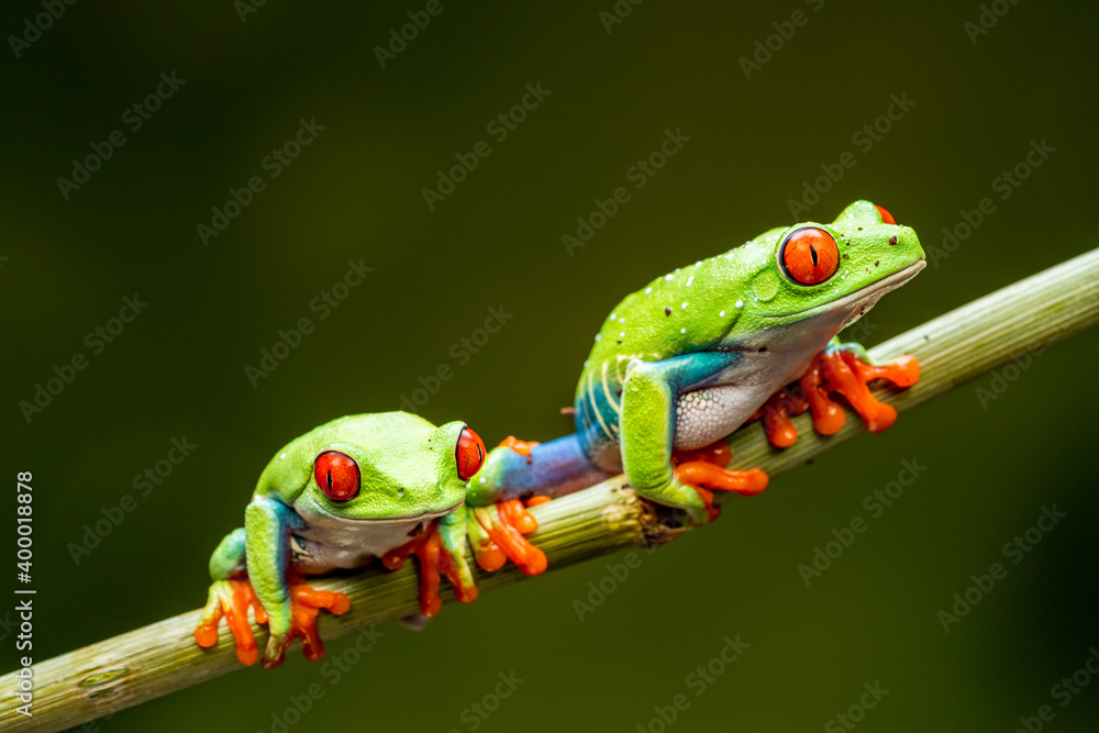 Red-eyed tree frogs (Agalychnis callidryas)