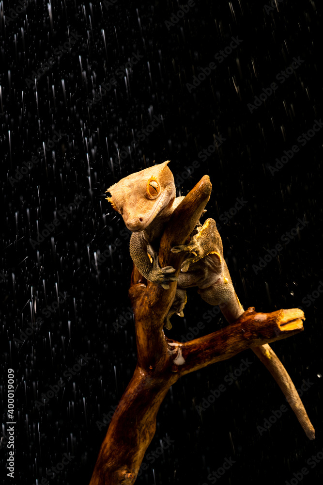 Fototapeta premium Crested gecko (Correlophus ciliatu)