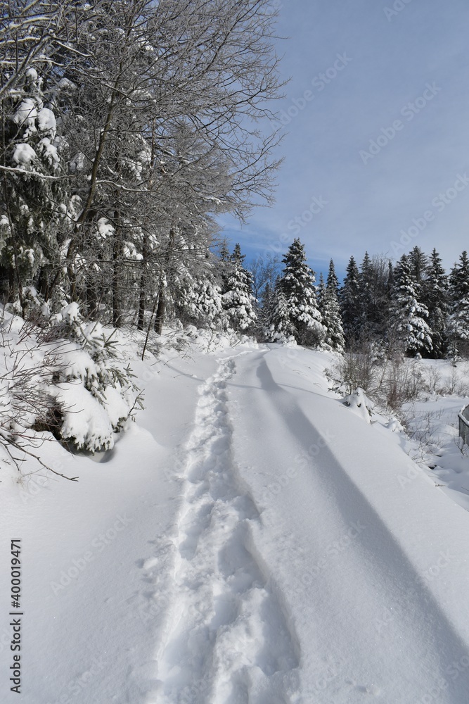 Snowshoe tracks in the snow Snowshoe tracks in the snow